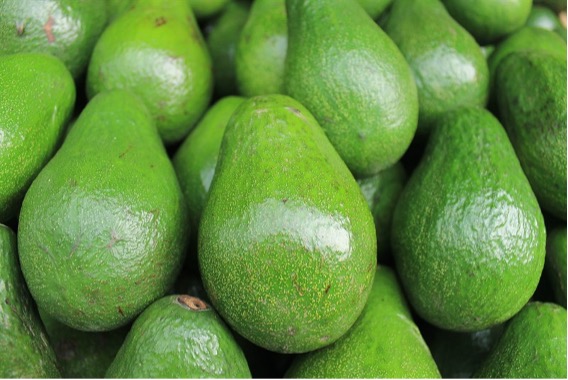 Aguacate Zutano