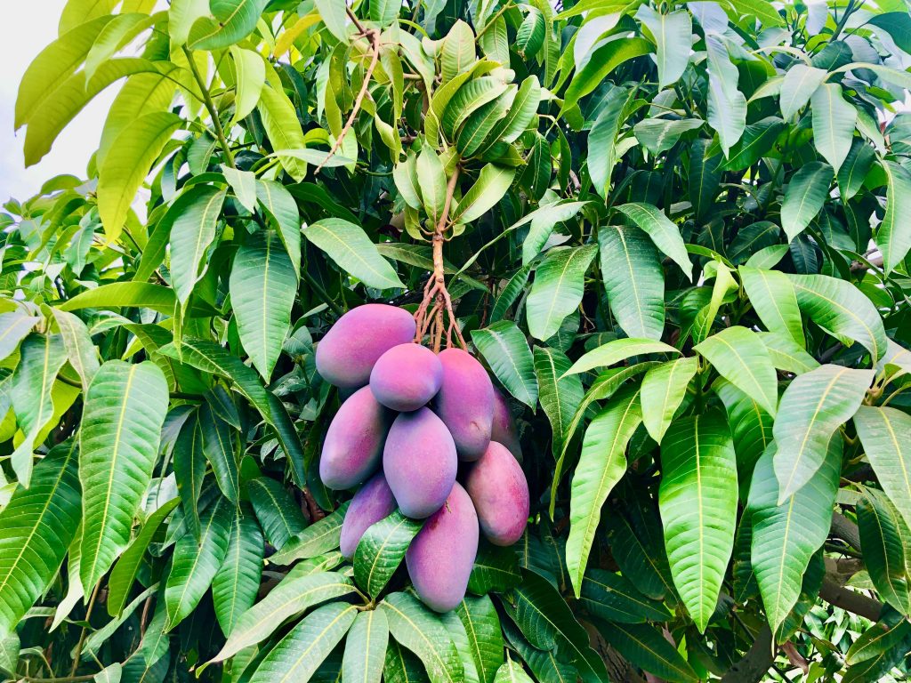 Plantación de mangos