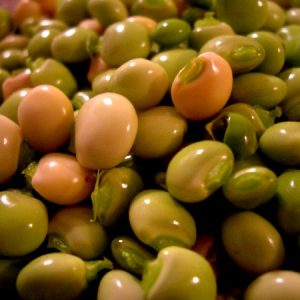Gandules verdes