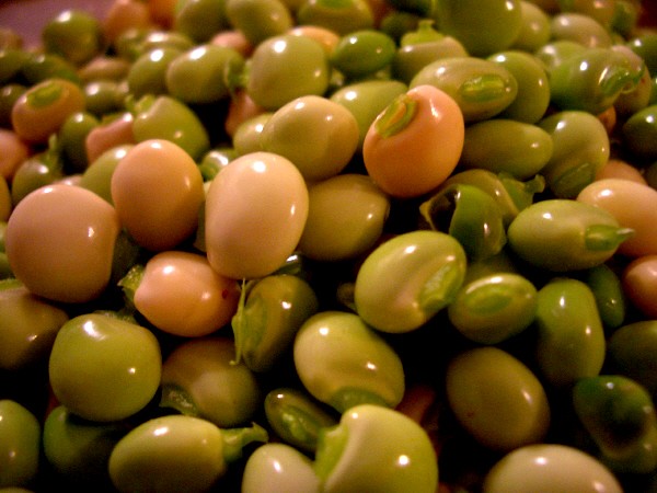 Gandules verdes